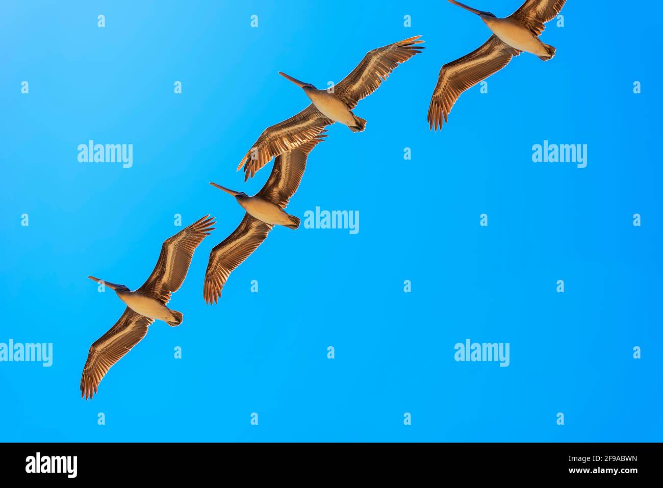 Brown Pelicans en vol, Orange County, Californie, États-Unis, Amérique du Nord Banque D'Images