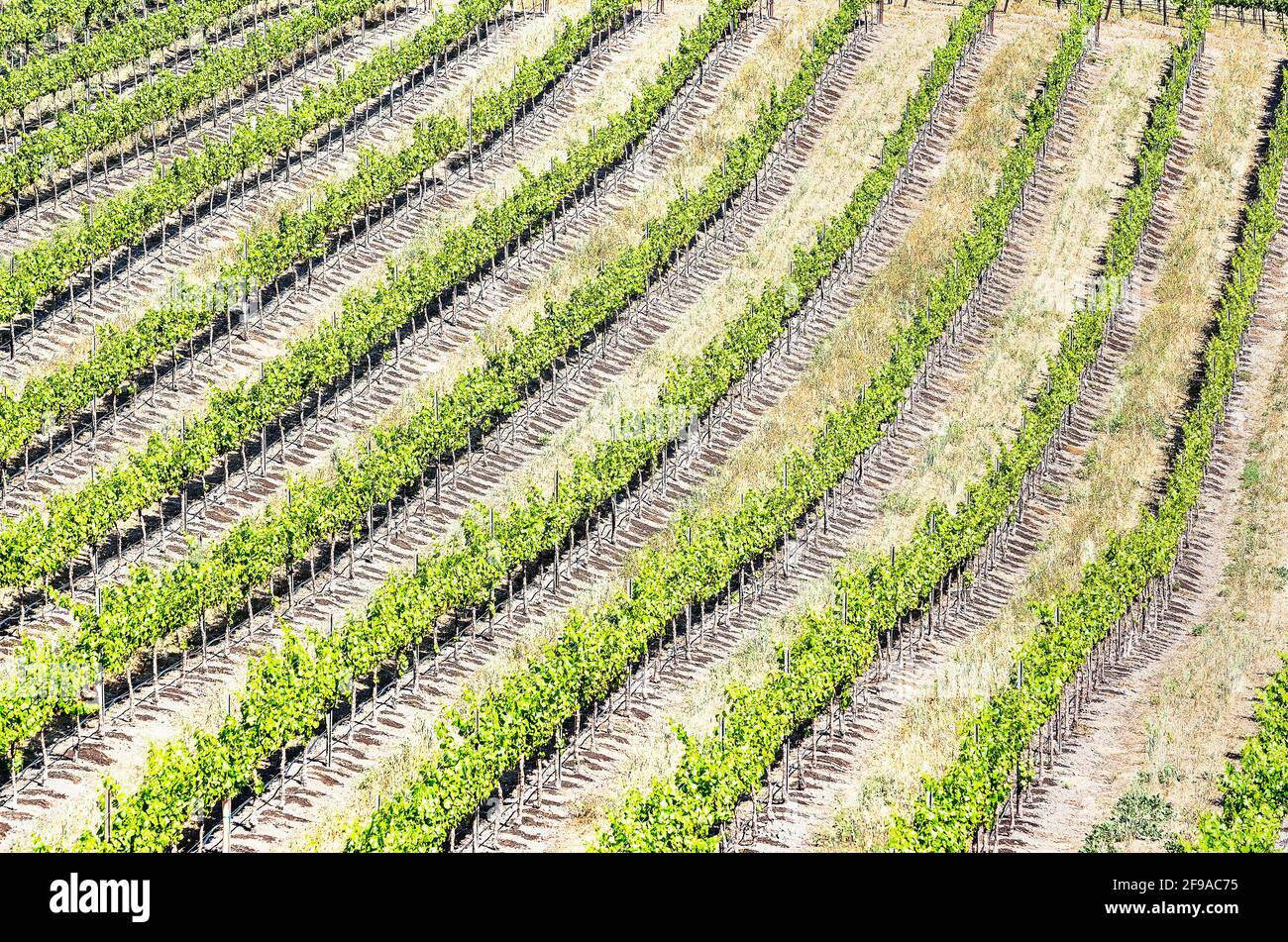 Vignobles, Temecula, Californie, États-Unis, Banque D'Images