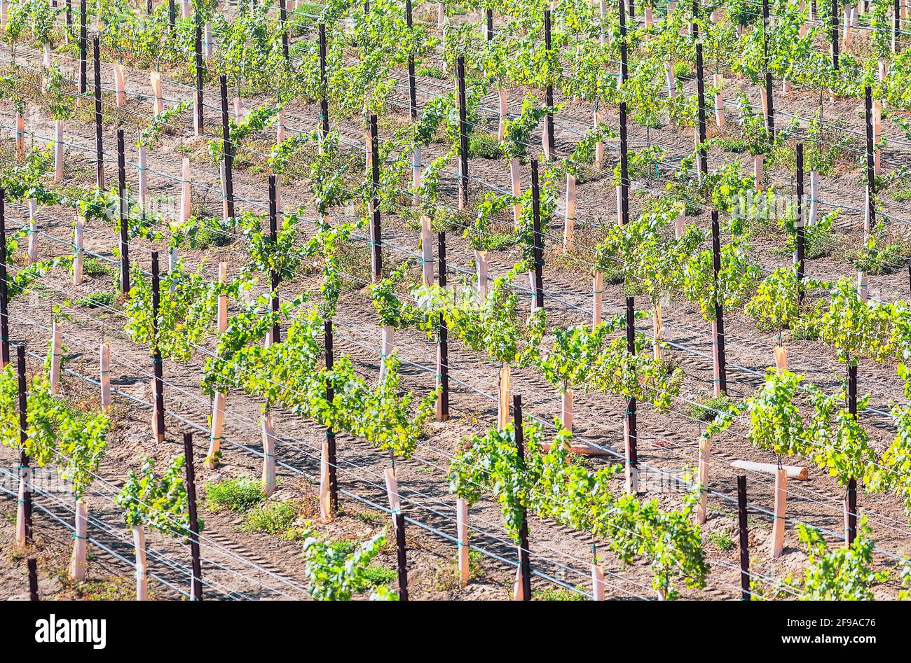 Vignobles, Temecula, Californie, États-Unis, Banque D'Images