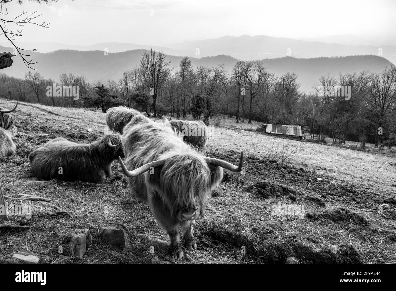 Photo noir et blanc de taureaux bruns à poil long avec gros cornes appréciant leur temps dans le pâturage Banque D'Images