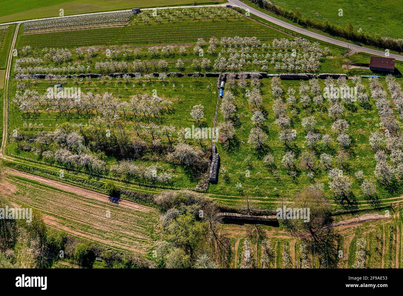 Prés de cerisiers en moyenne-Franconie Banque D'Images