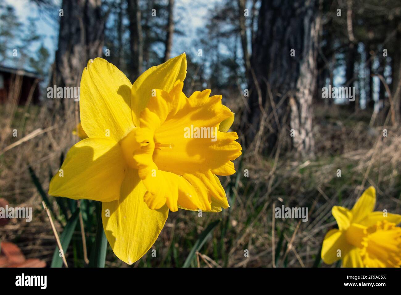 Jonquilles sauvages Narcisse pseudoquescisse prises dans les bois à husby oppunda, Nykoping Banque D'Images