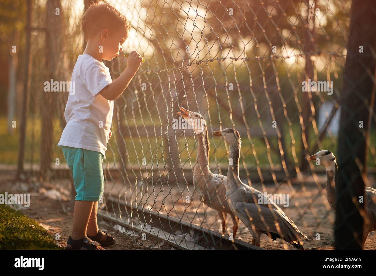 Un petit garçon regardant les canards dans la coop à travers la clôture sur un beau temps ensoleillé. Ferme, campagne, été Banque D'Images