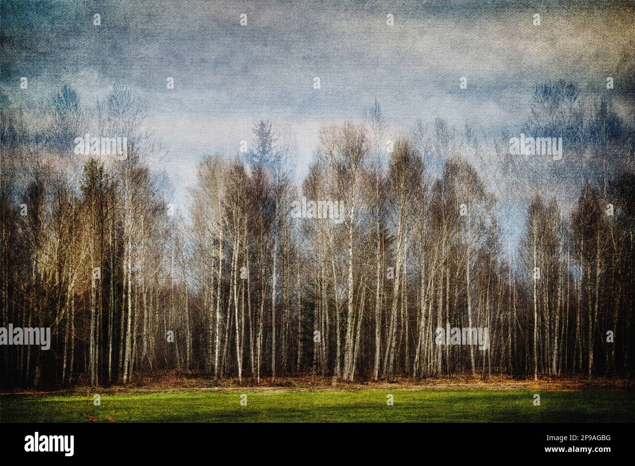 ART CONTEMPORAIN: Forêt de Birches argentées dans les Moors de Loisach, Bavière, Allemagne Banque D'Images