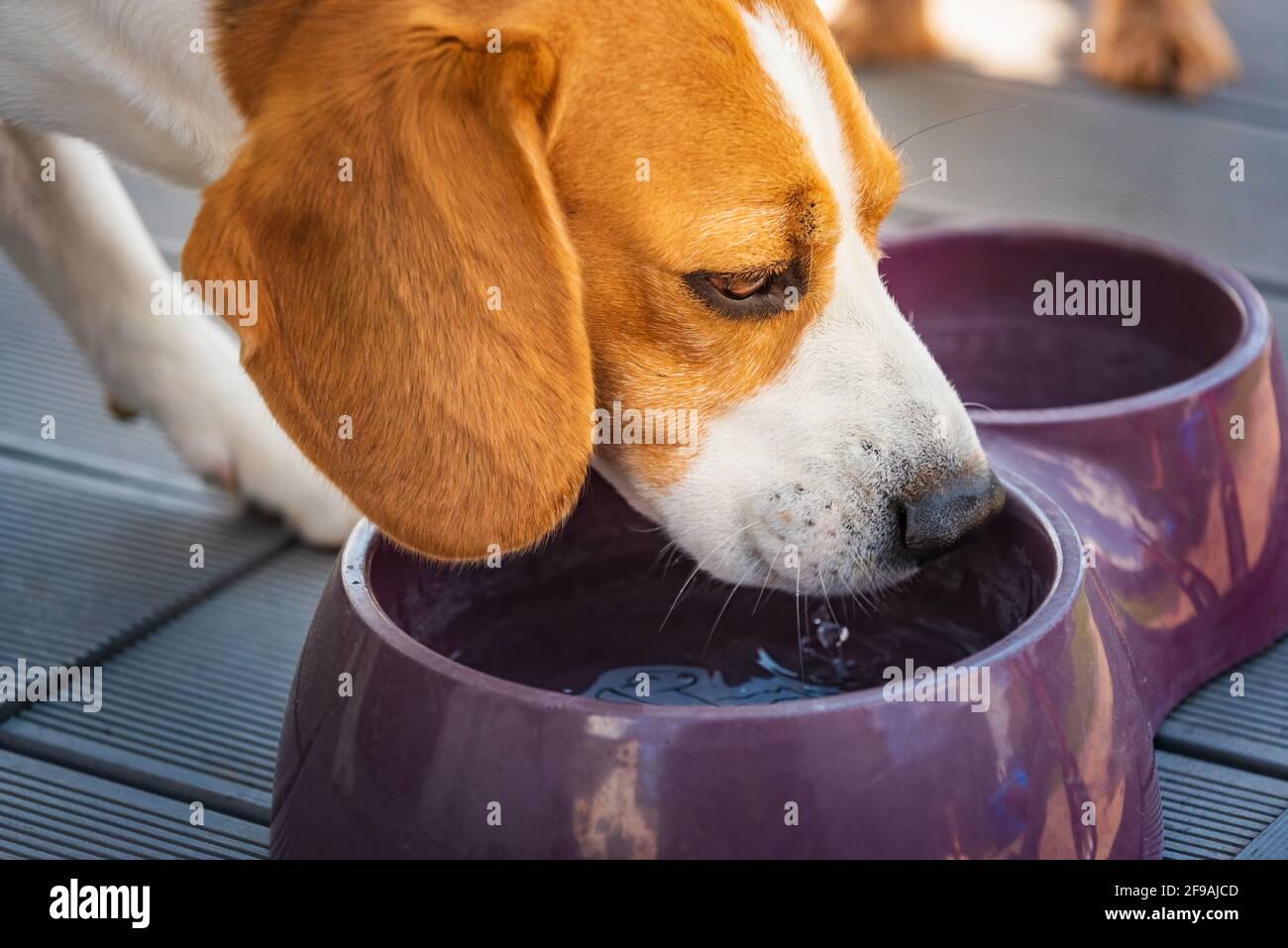 Beagle chien buvant de l'eau pour se rafraîchir à l'ombre sur l'herbe se cachant du soleil d'été . Fond d'été. Banque D'Images