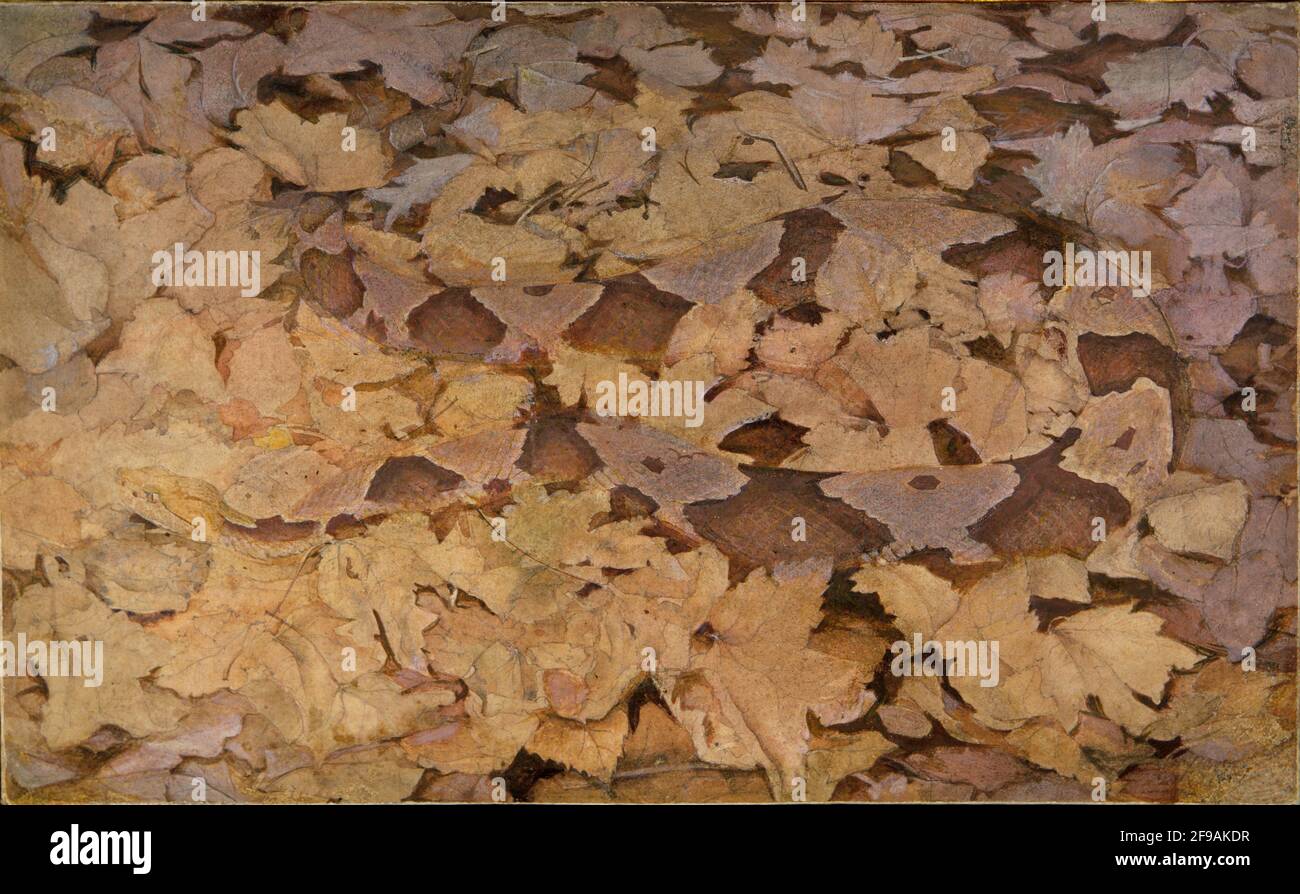 Serpent à tête de coperhead sur les feuilles mortes, étude pour la coloration de dissimulation de livre dans le Royaume animal, ca. 1910-1915. Banque D'Images