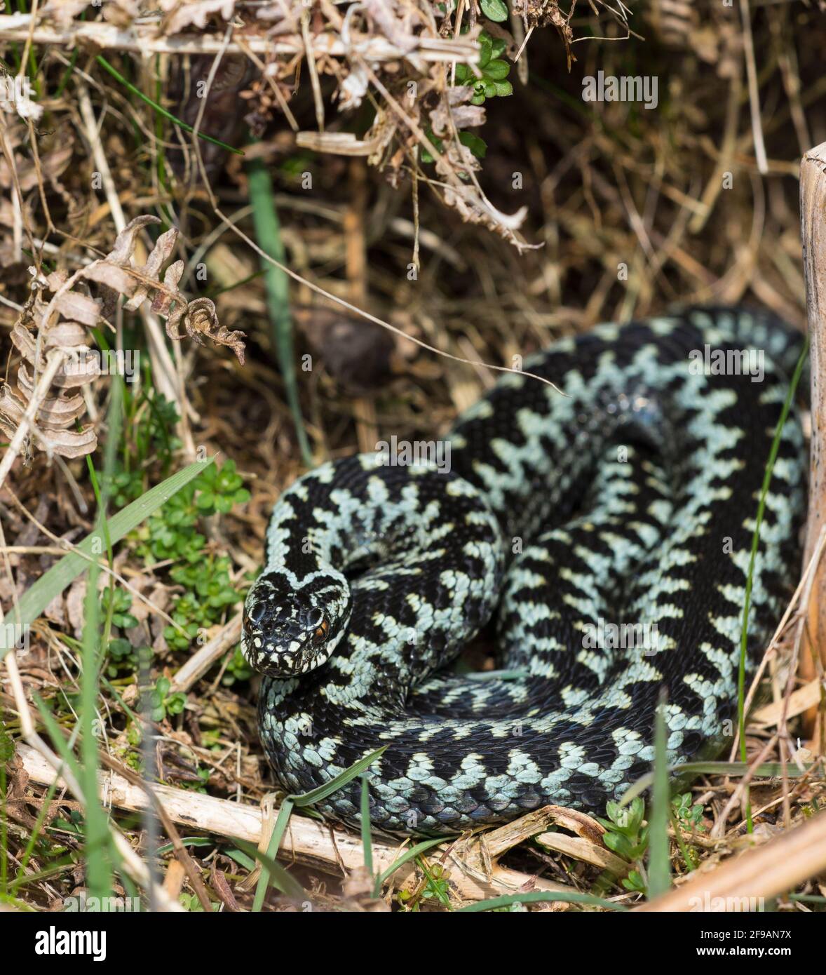 Additionneur de sexe masculin fraîchement ébougé (Vipera berus) avec une belle coloration bleue. Banque D'Images