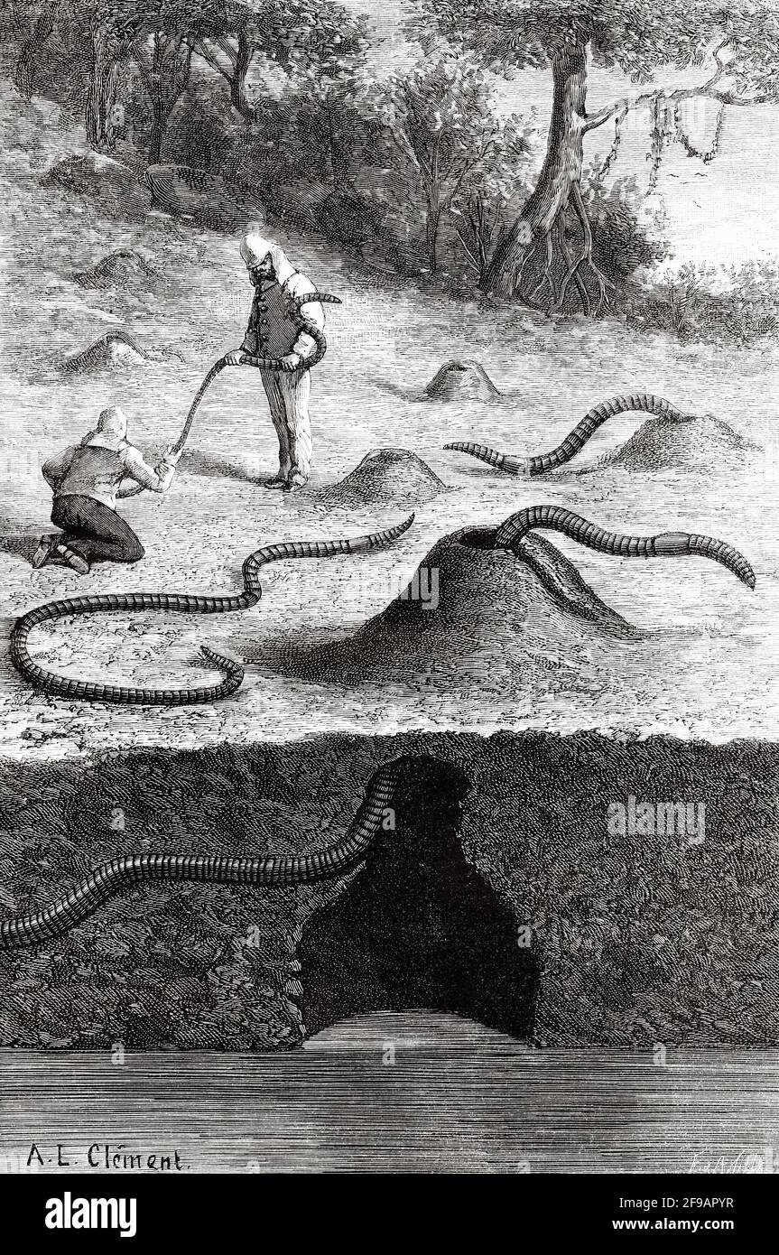 Giant gippsland earthworm Banque de photographies et d’images à haute — free download