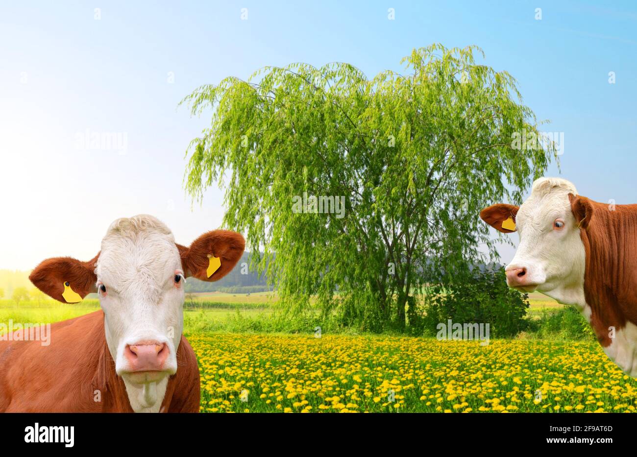 Vaches qui paissent sur une prairie de printemps en journée ensoleillée. Banque D'Images