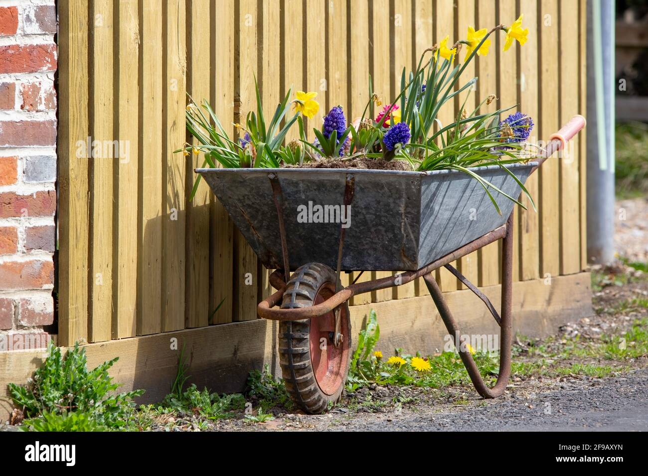 Une brouette remplie de fleurs de printemps comme un affichage dans Un village anglais Banque D'Images