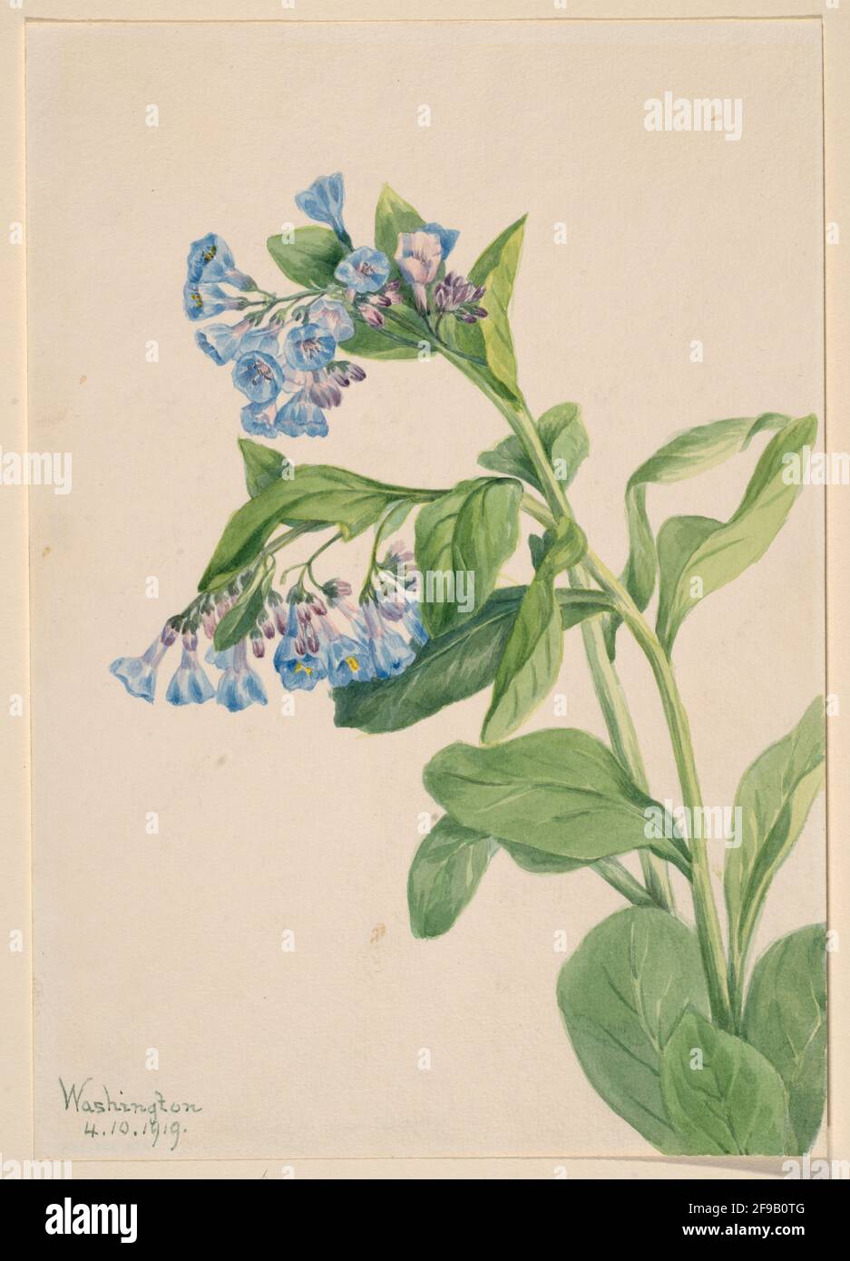 Virginia Bluebells (Mertensia virginica), 1919. Banque D'Images