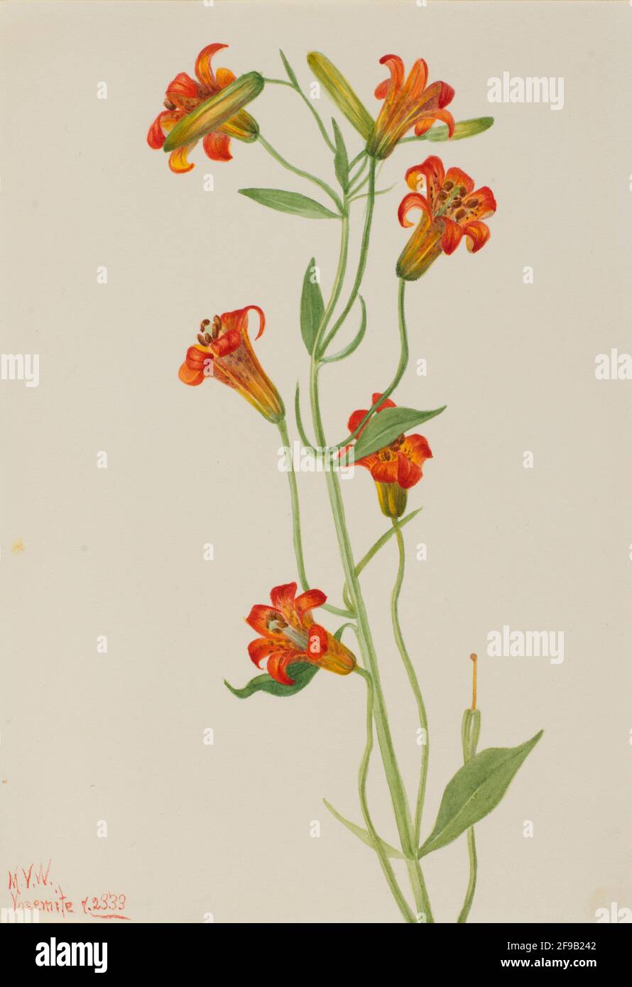 Petit Lily tigre (Lilium parvum), 1933. Banque D'Images