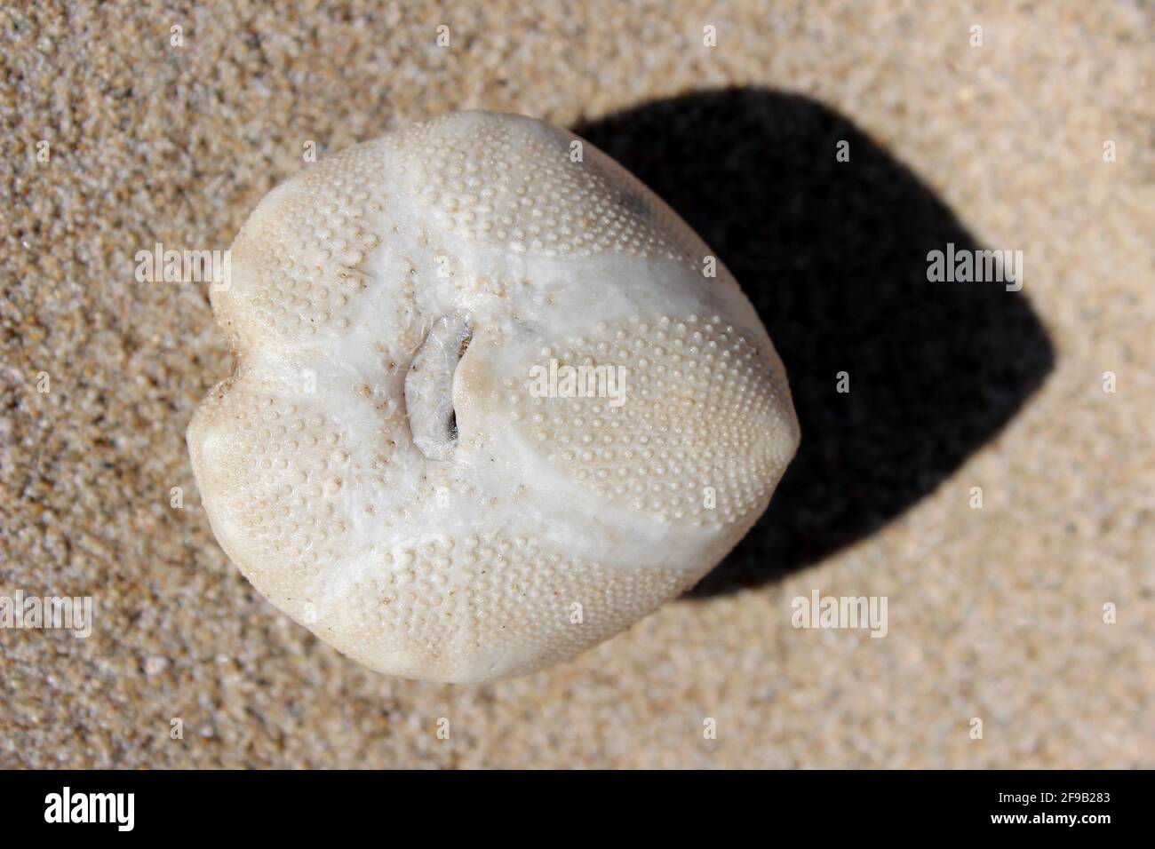 Pomme de terre de mer cordatum d'Echinocardium Banque D'Images