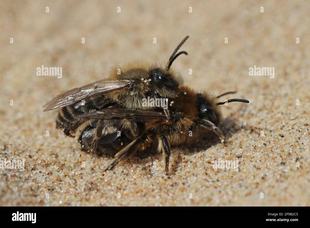Vernal Mining Bee Colletes cunicularius - couple d'accouplement, Sefton Coast, Royaume-Uni Banque D'Images