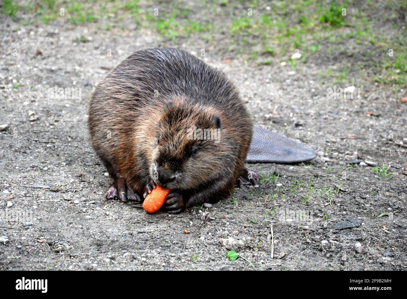 Un castor adulte mangeant une carotte. Banque D'Images