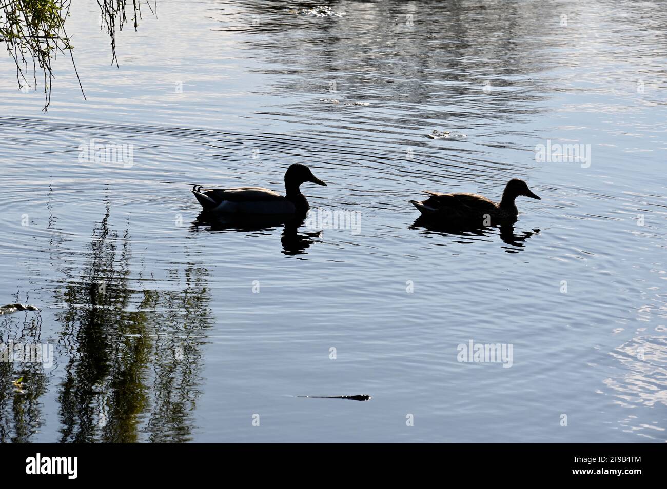 Canards colverts, Foots Cray Meadows, Sidcup, Kent. ROYAUME-UNI Banque D'Images