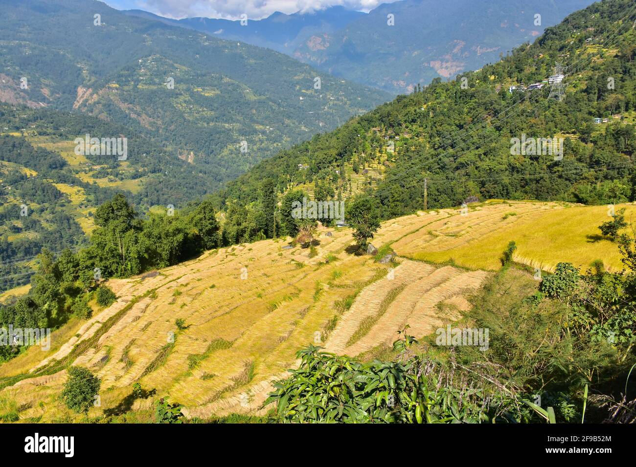 Terrasse rizières dans les montagnes de l'Himalaya Banque D'Images