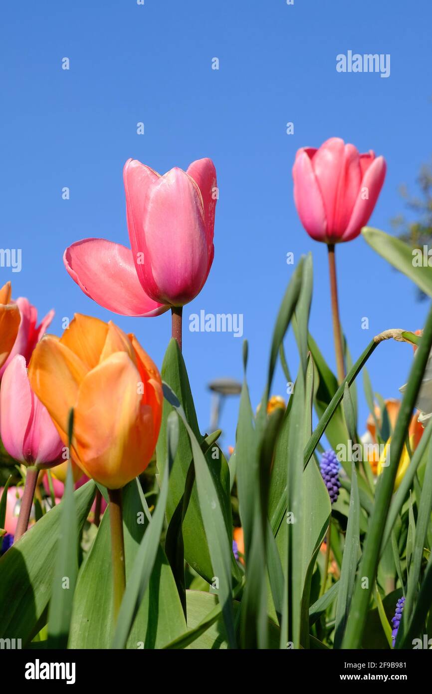 Gros plan d'une belle tulipe rose et d'autres couleurs Fleurs contre un ciel bleu en France Banque D'Images
