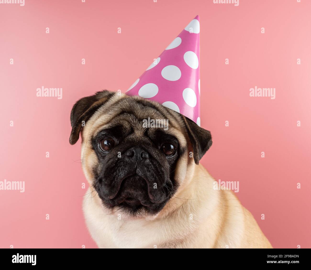 Joli Petit Chien Drole Avec Un Gateau D Anniversaire Et Un Chapeau De Fete De Carnaval Celebrant Son Anniversaire Joyeux Anniversaire L Amour Des Animaux Domestiques Et Le Concept De Soins Photo Stock
