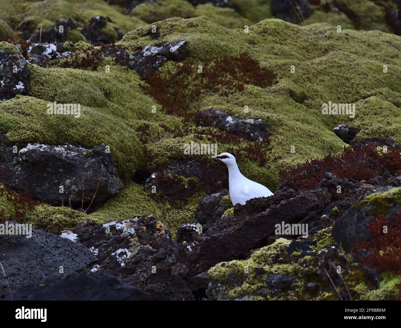 Vue d'un oiseau de lagopède de roche (lagopus muta) avec des plumes blanches entre les rochers dans un champ de lave couvert de mousse près de Grindavik, Reykjanes, Islande. Banque D'Images