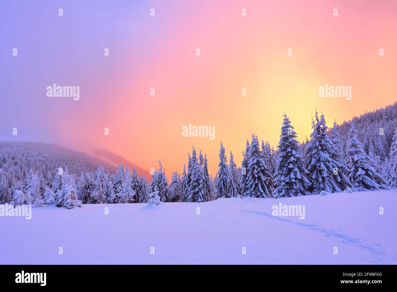Un magnifique coucher de soleil rose illumine les paysages pittoresques avec des arbres équitables couverts de neige et de hautes montagnes. Banque D'Images Un magnifique coucher de soleil rose illumine les paysages pittoresques avec des arbres équitables couverts de neige et de hautes montagnes. Banque D'Images