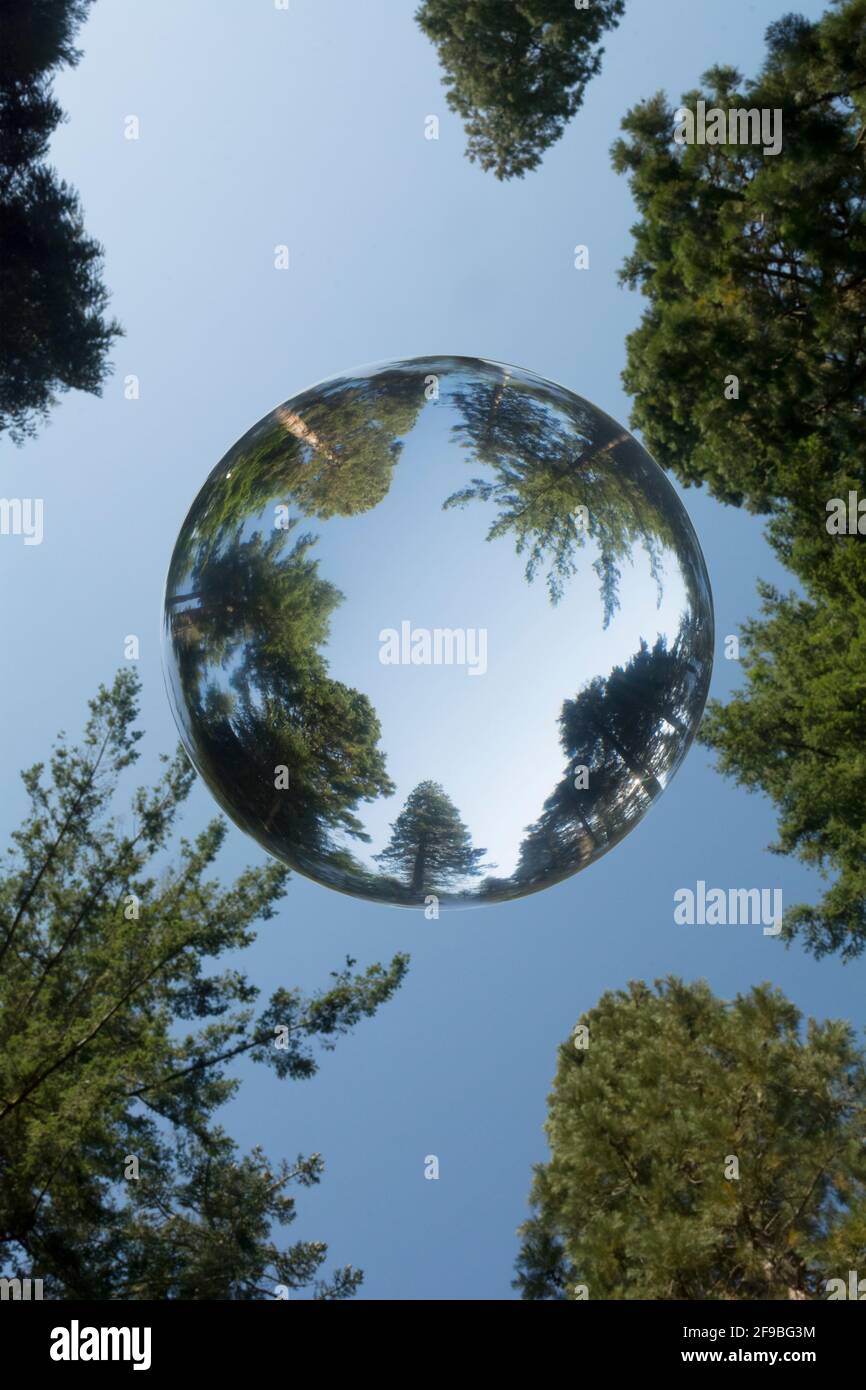Arbres dans les bois de Kyloe et vu à travers une boule de cristal Banque D'Images