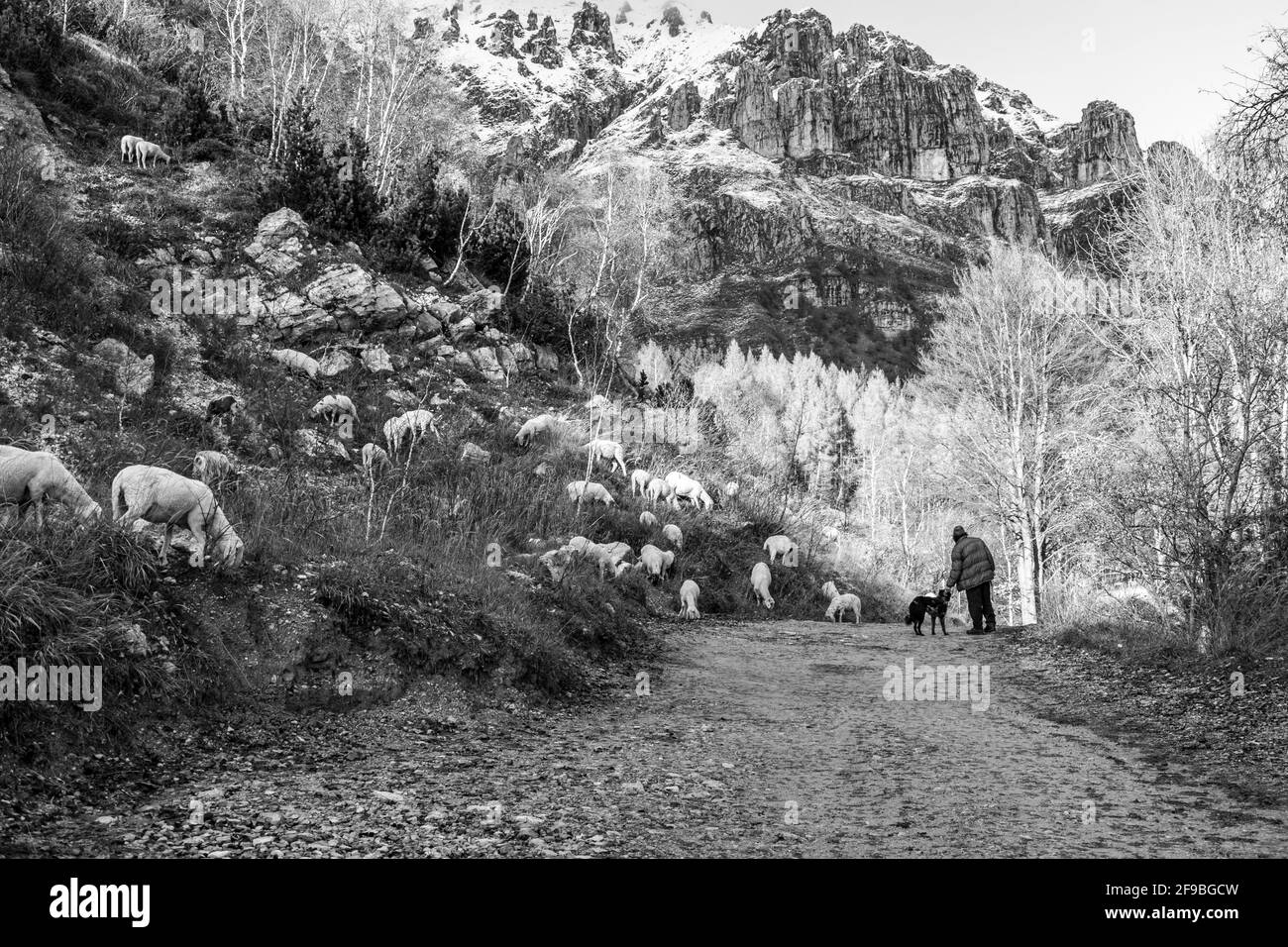 Prise de vue en niveaux de gris d'un agriculteur et de son chien en regardant un troupeau de moutons paître sur le champ de montagne Banque D'Images