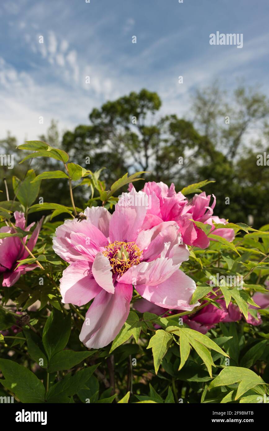 gros plan d'un arbre rose clair en fleur de pivoine un jardin public avec ciel et arbres en arrière-plan - orientation portrait Banque D'Images
