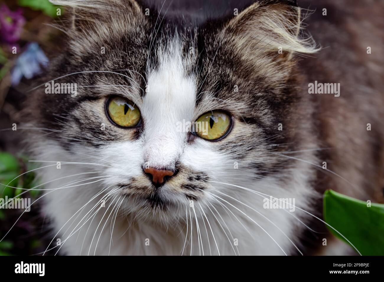 Gros plan sur le visage d'un chat multicolore. Portrait d'un chat tacheté avec une longue moustache à l'extérieur. Un chaton tricolore sans-abri avec des yeux jaunes regarde dans t Banque D'Images