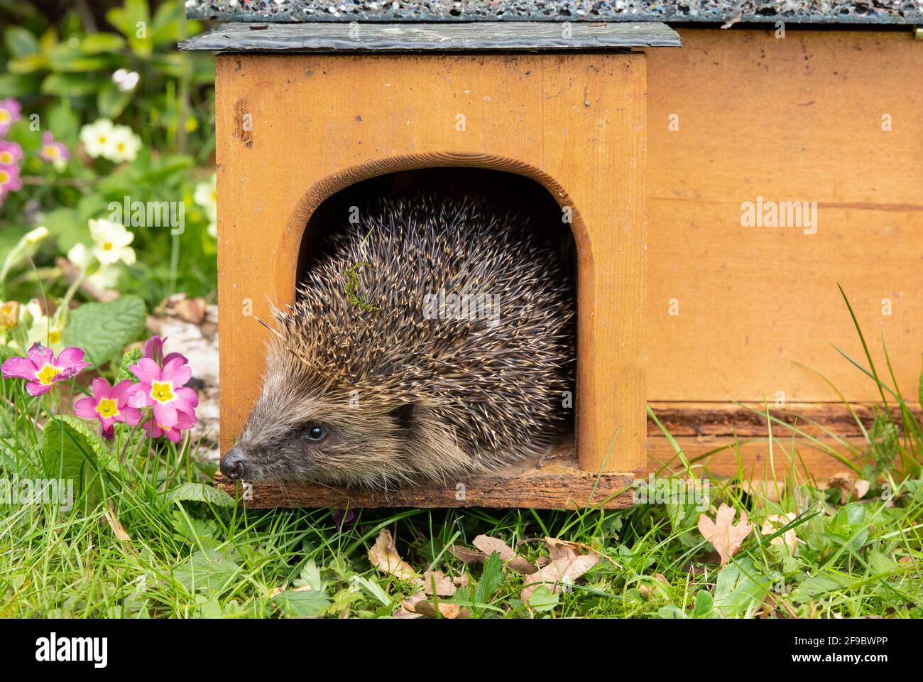 Hedgehog, Nom scientifique: Erinaceus Europaeus. Hérisson sauvage, originaire d'Europe, émergeant d'une maison de hérisson à Springtime. Orienté vers la gauche. Horizont Banque D'Images