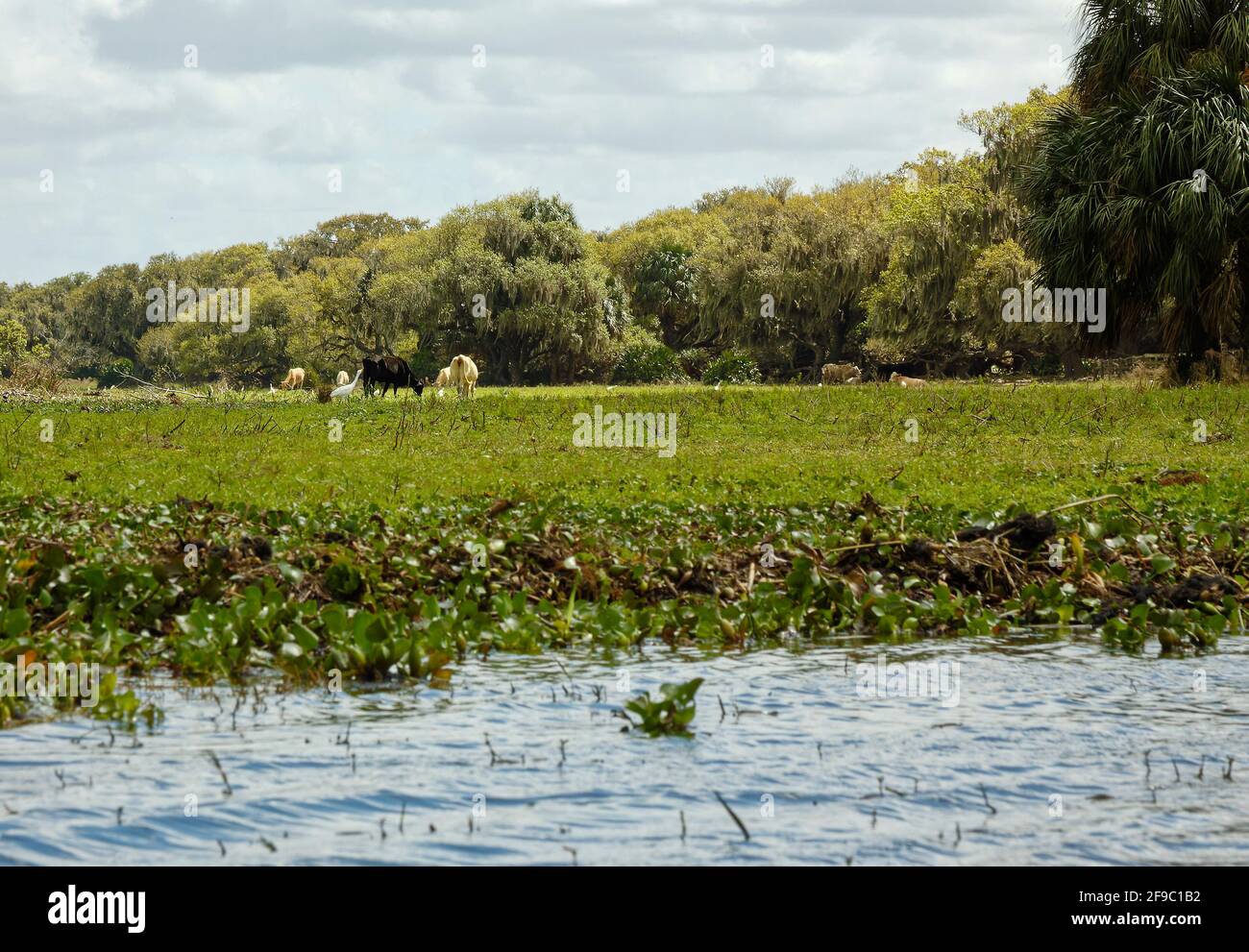 scène de ferme, bétail, eau, rural, animaux domestiques, Oiseaux, paisible, paysage, Floride, lac de Galles, FL, ressort Banque D'Images