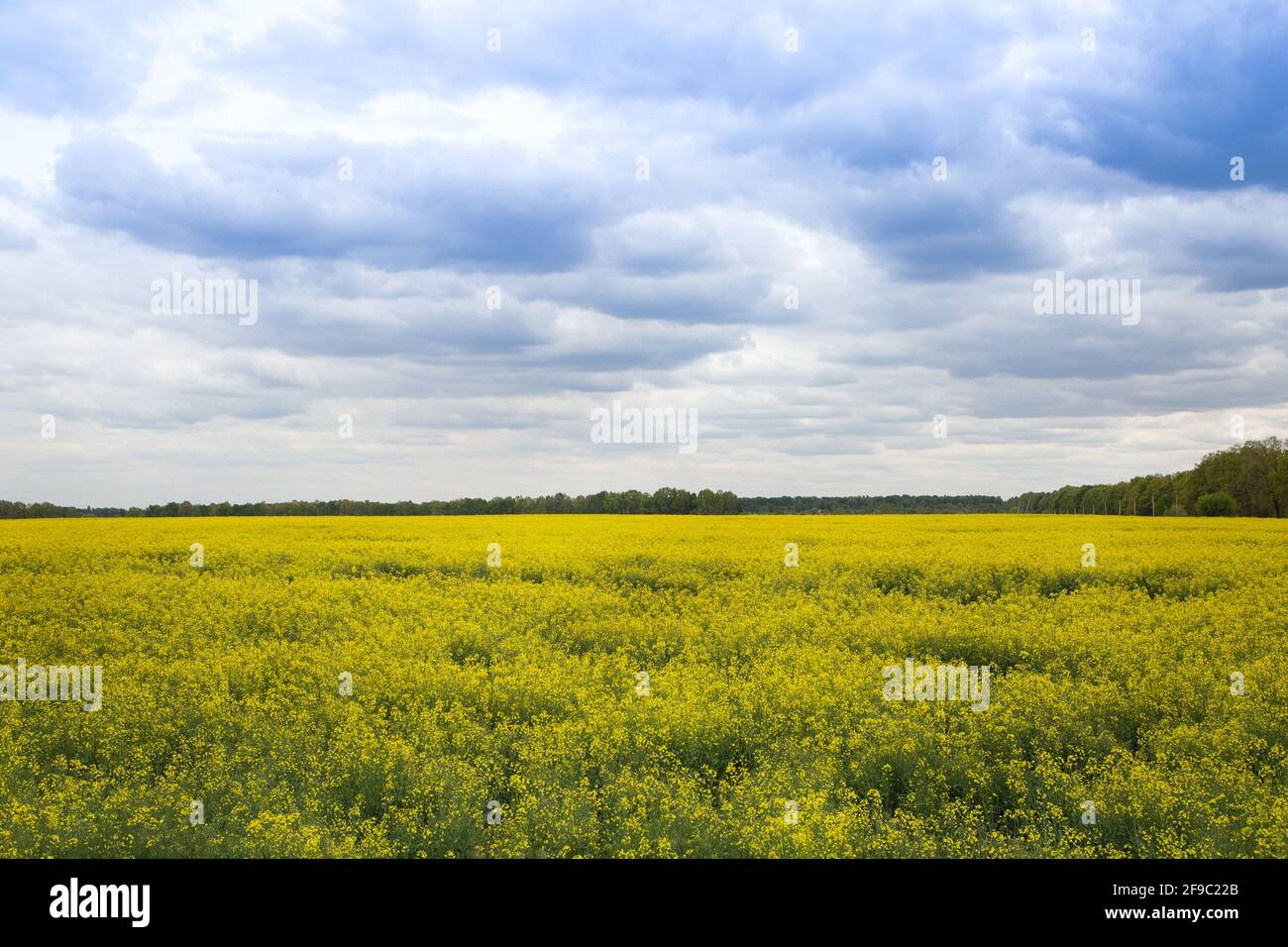 champ jaune de fleurs de colza au printemps. fleur de canola. Agriculture, agriculture, nature Banque D'Images