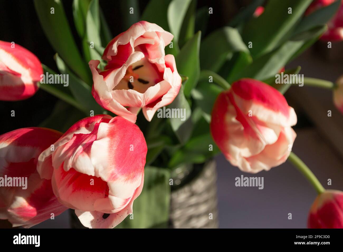 Tulipes roses dans un pot près de la fenêtre Banque D'Images