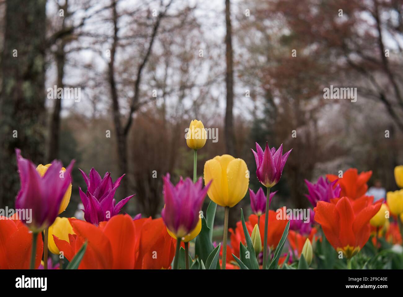 Lit de fleurs de tulipes rouge violet jaune en Géorgie Banque D'Images