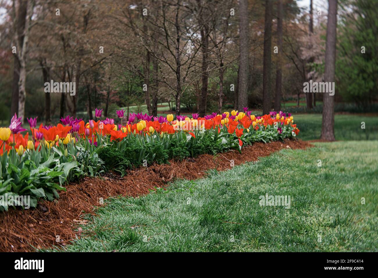 rouge jaune pourpre tulipes fleur lit jardin botanique manucure Banque D'Images
