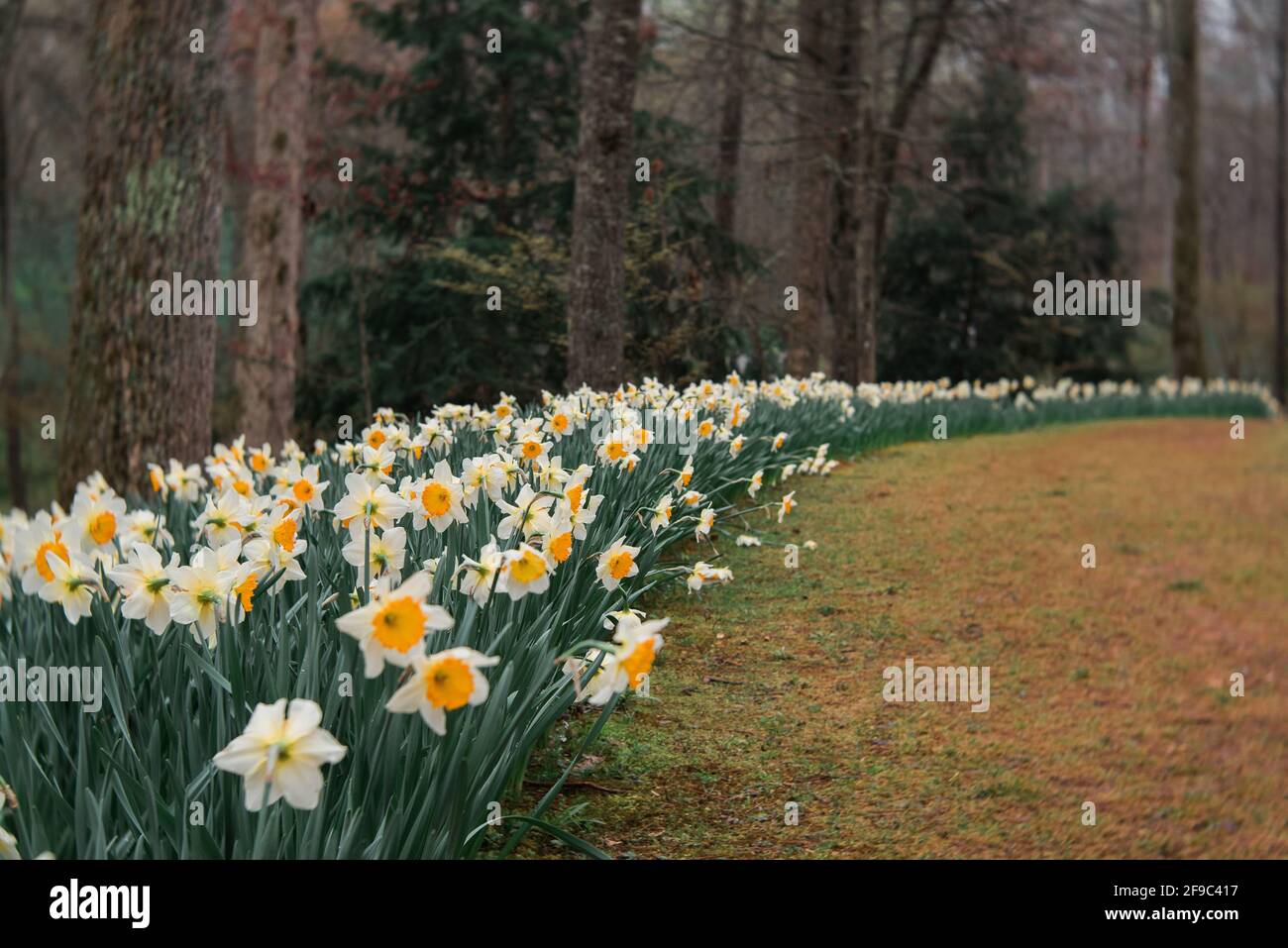 rangée de jonquilles blanches jaunes sur un sentier de randonnée en géorgie Banque D'Images