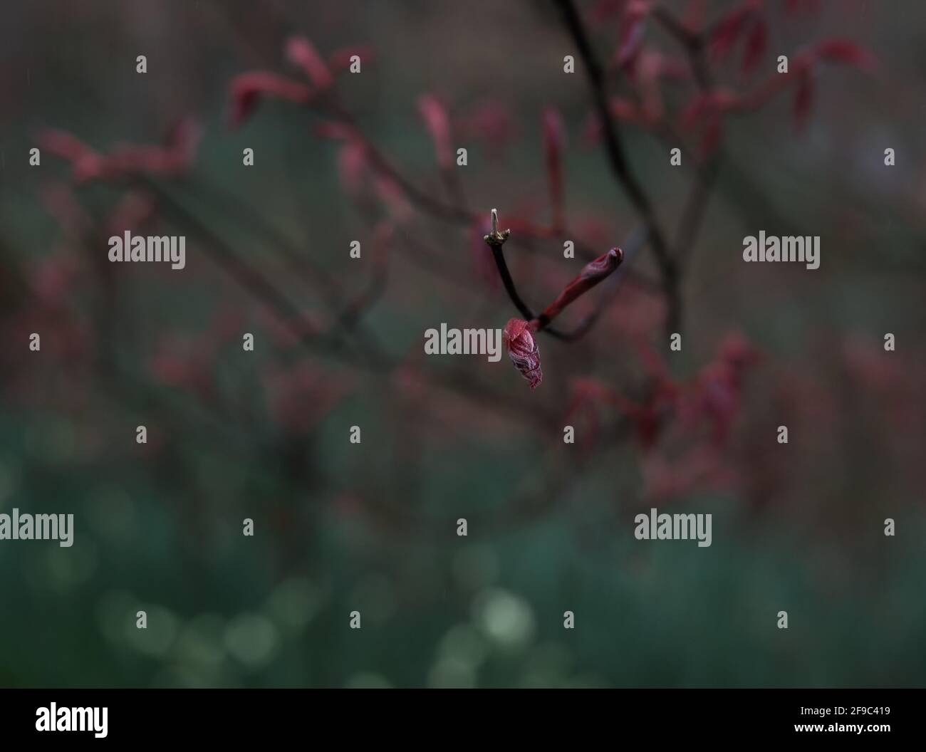 résumé moody fleur bouton vert violet sarcelle croissance printemps Banque D'Images
