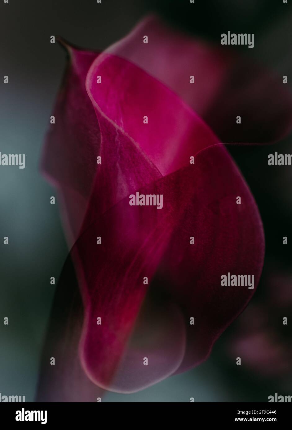 abstrait double exposition rouge vif violet cala lys art fin Banque D'Images