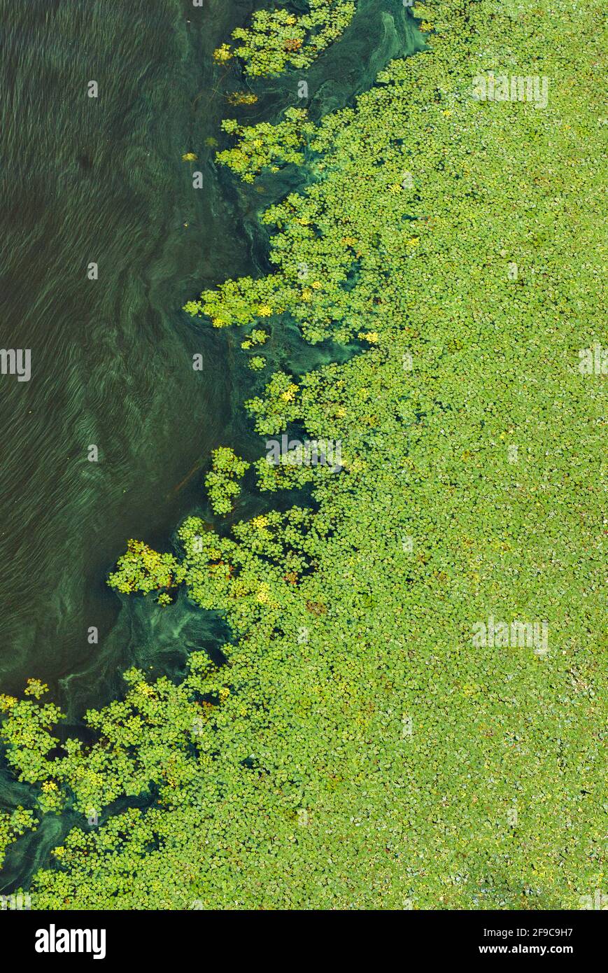 Pollution de la surface de l'eau de la terre, les algues vertes couvrent progressivement la surface de l'eau en fleurs sur la rivière. Image verticale, espace de copie. Banque D'Images