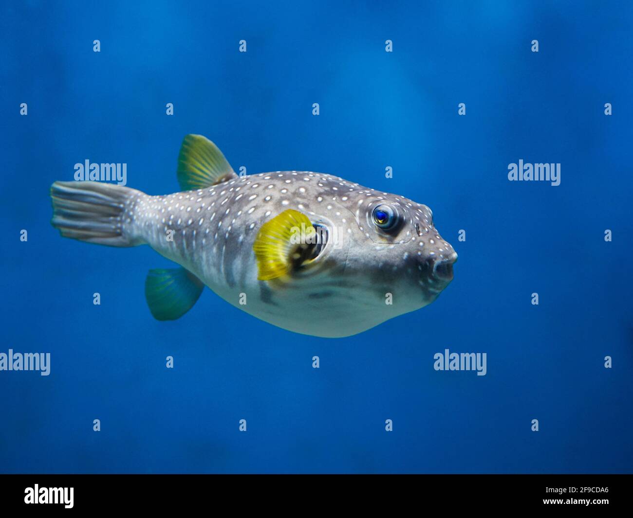 Le puffeur à pois blancs (Arothron hispidus) nage dans l'aquarium. Banque D'Images