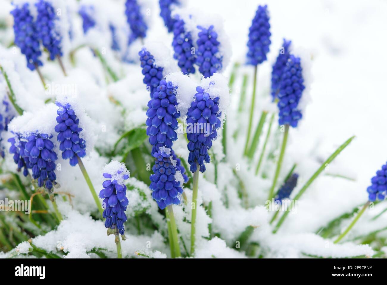 Jardin de printemps pendant la période de panne - un groupe de Fleurs de Muscari bleu en fleurs recouvertes de neige Banque D'Images