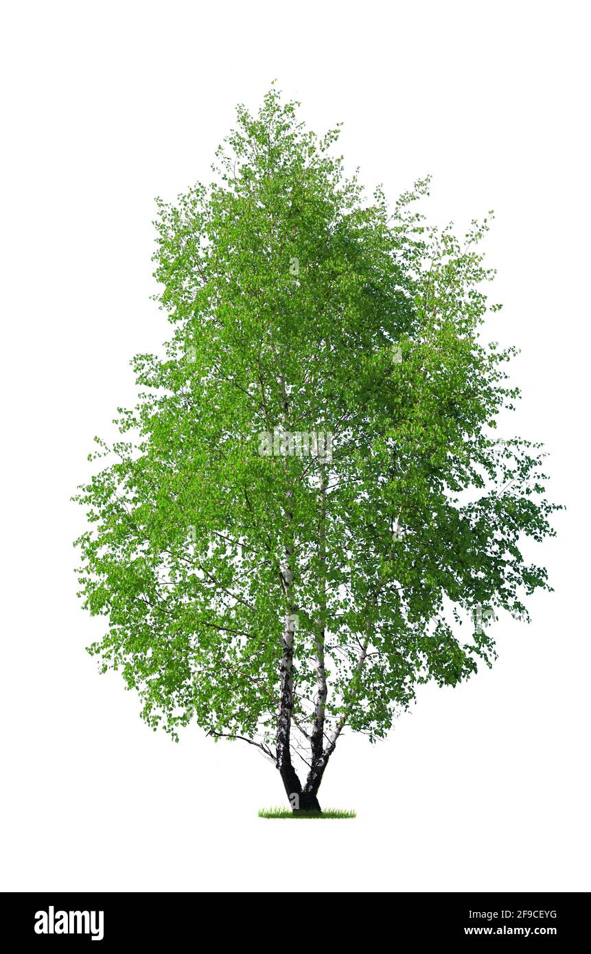 Bouleau vert frais isolé sur fond blanc (détails élevés) Banque D'Images
