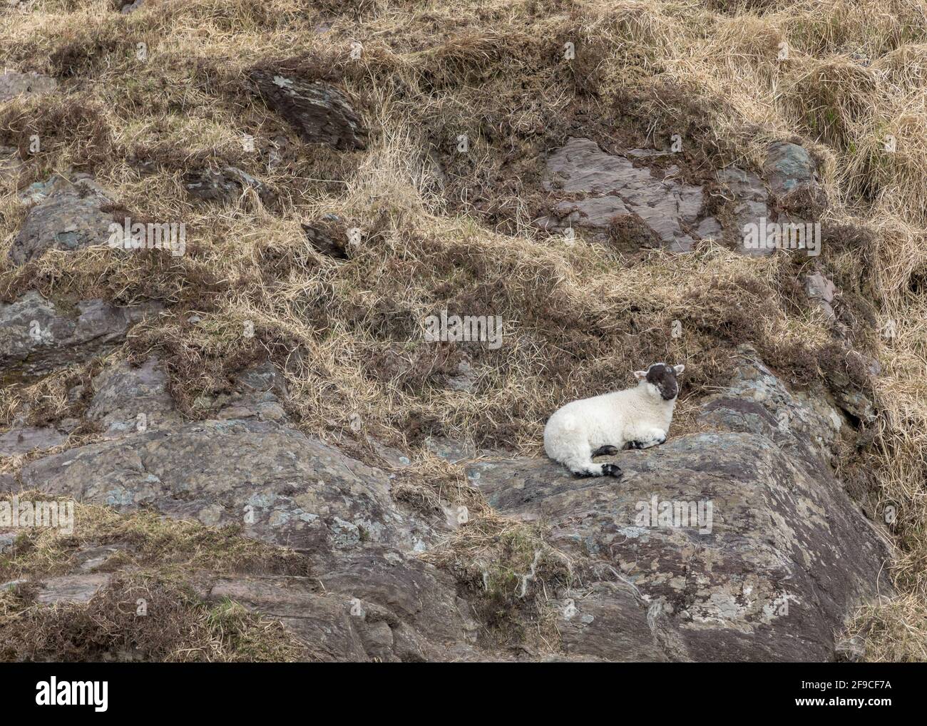Vallée de Mealagh, Bantry, Cork, Irlande. 17 avril 2021. Un jeune agneau prend un repos sur la montagne dans la vallée de Mealagh, Bantry, Co. Cork, Irlande. - crédit; David Creedon / Alamy Live News Banque D'Images