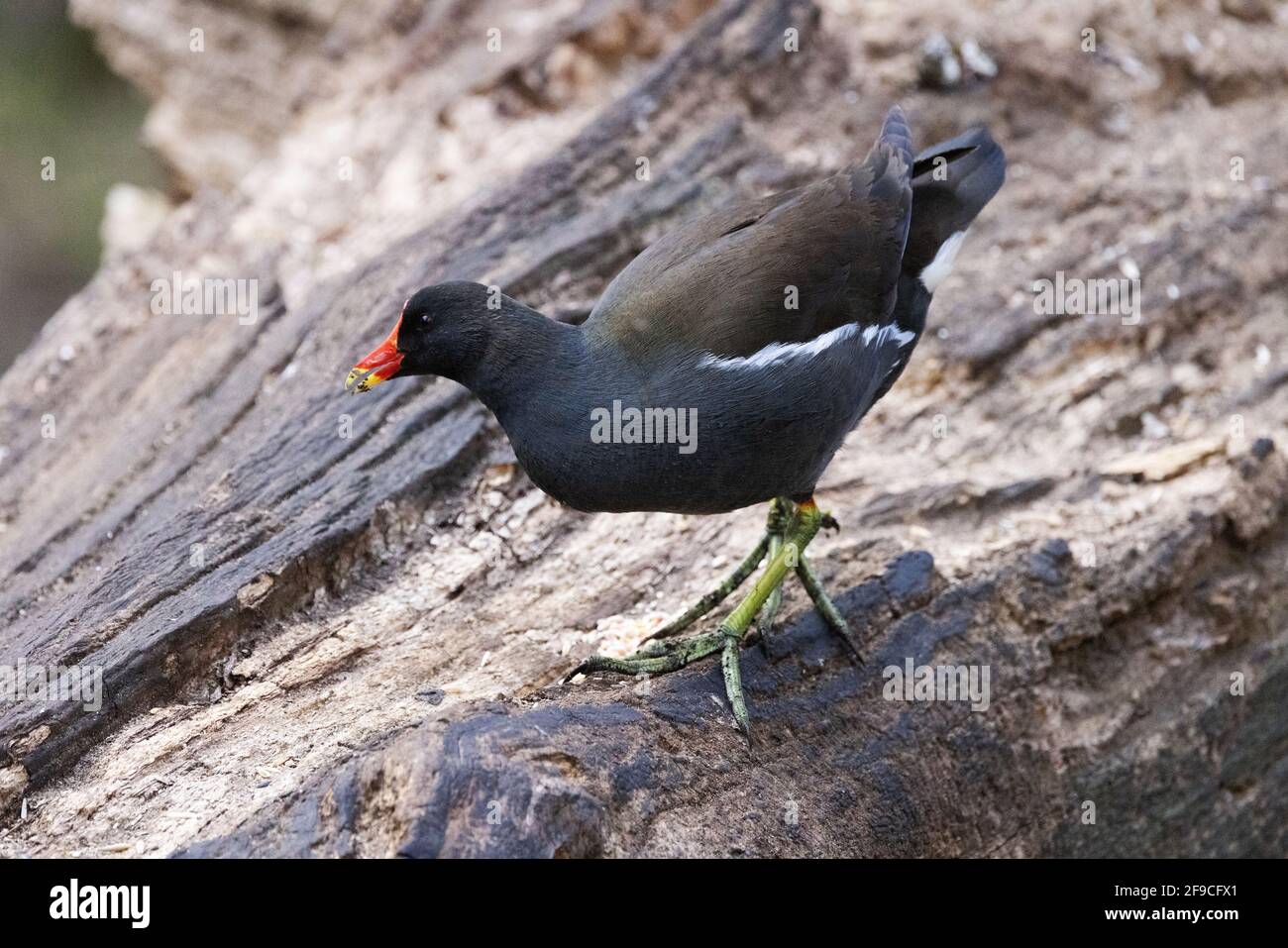 Une promenade adulte à pied de Moorhen, Gallinula chloropus, vue latérale, Suffolk UK Banque D'Images