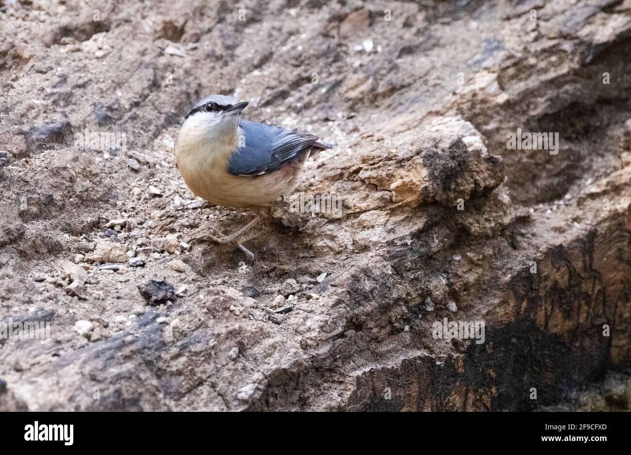 Nuthatch UK; The Eurasie Nuthatch; Sitta europaea, perching sur un tronc d'arbre, Lackford Lakes, Suffolk UK Banque D'Images