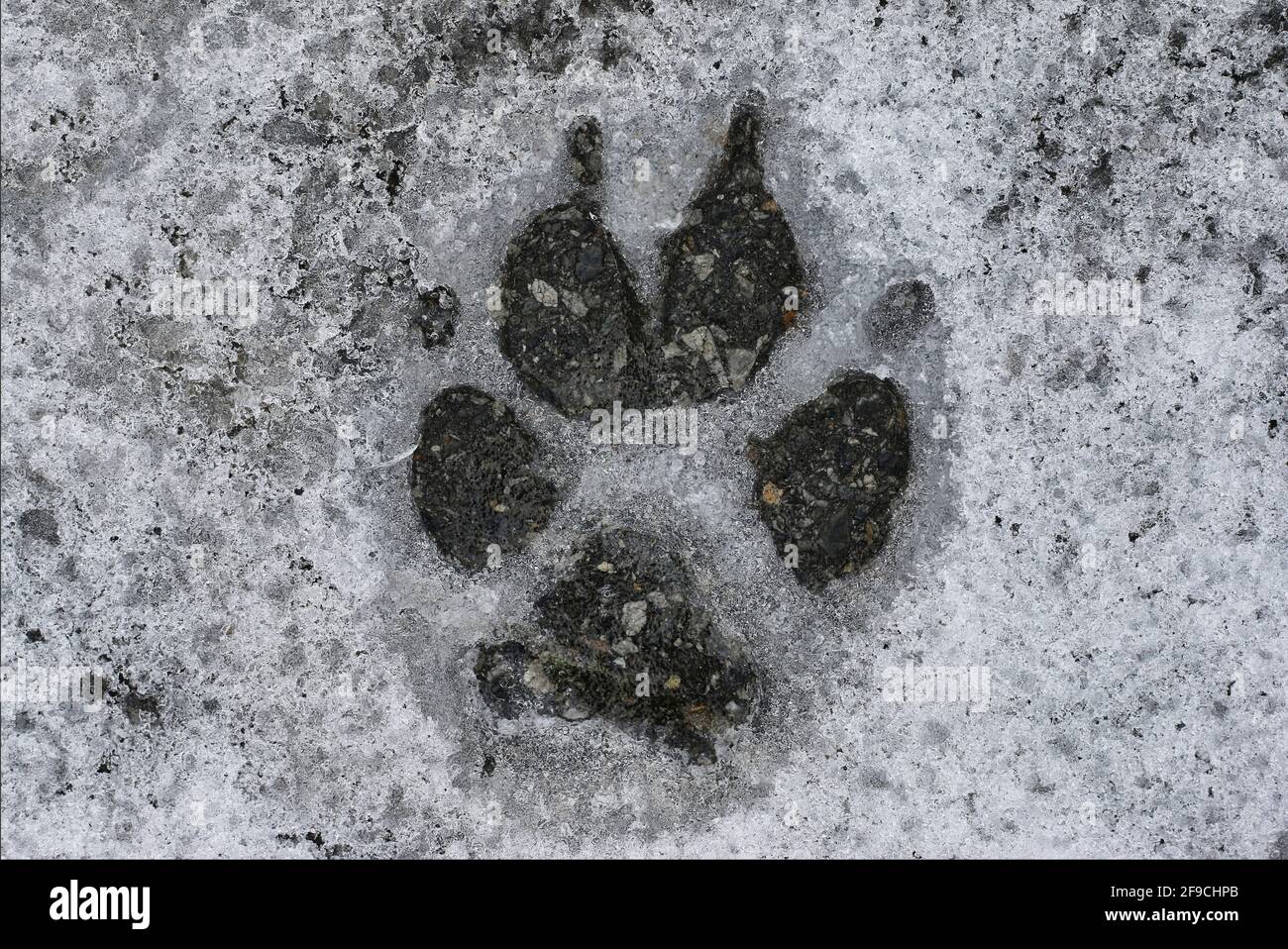Empreintes de loup dans la neige Banque de photographies et d’images à