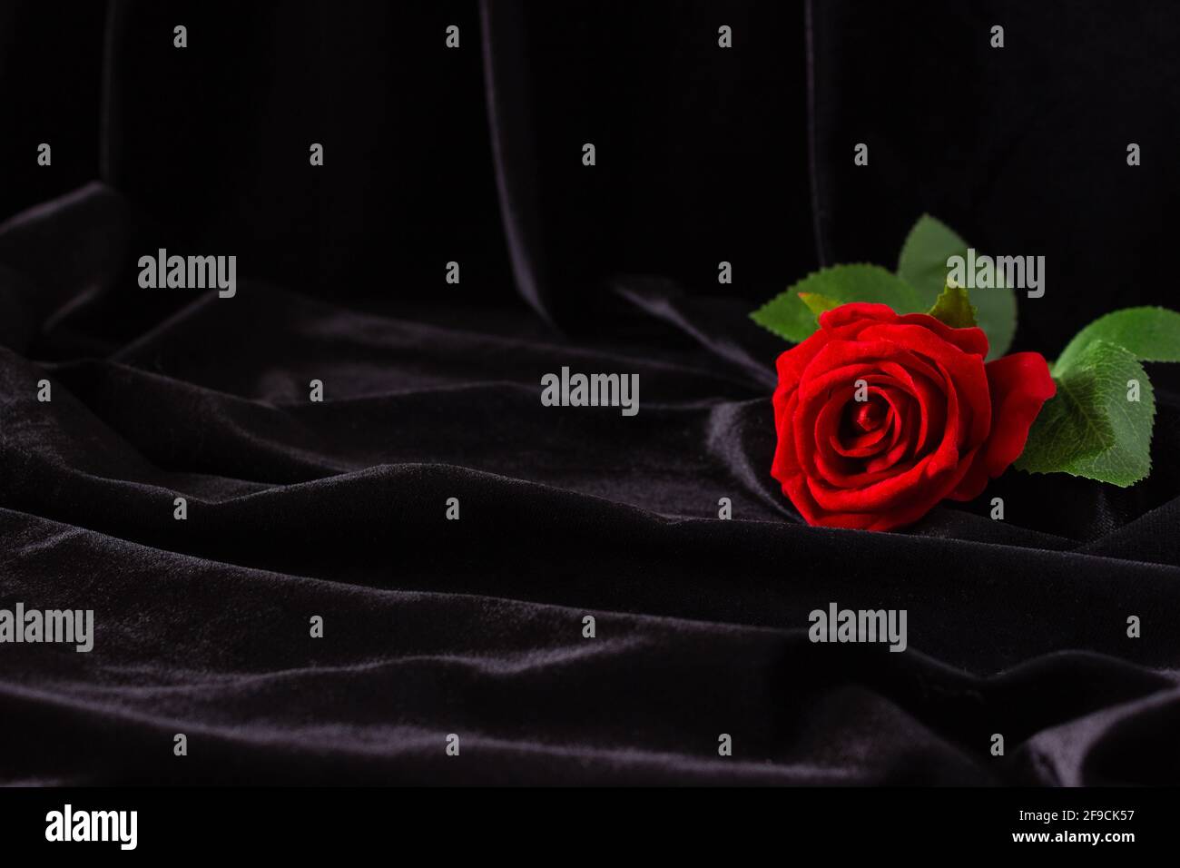 Rose rouge sur fond noir, espace libre pour le texte. Banque D'Images