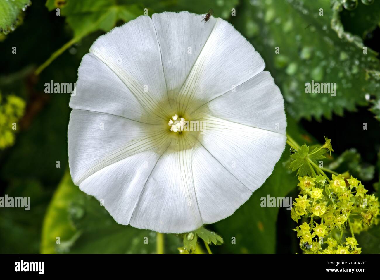 Herbe à poux (Convolvulus arvensis) Fleur le matin Banque D'Images