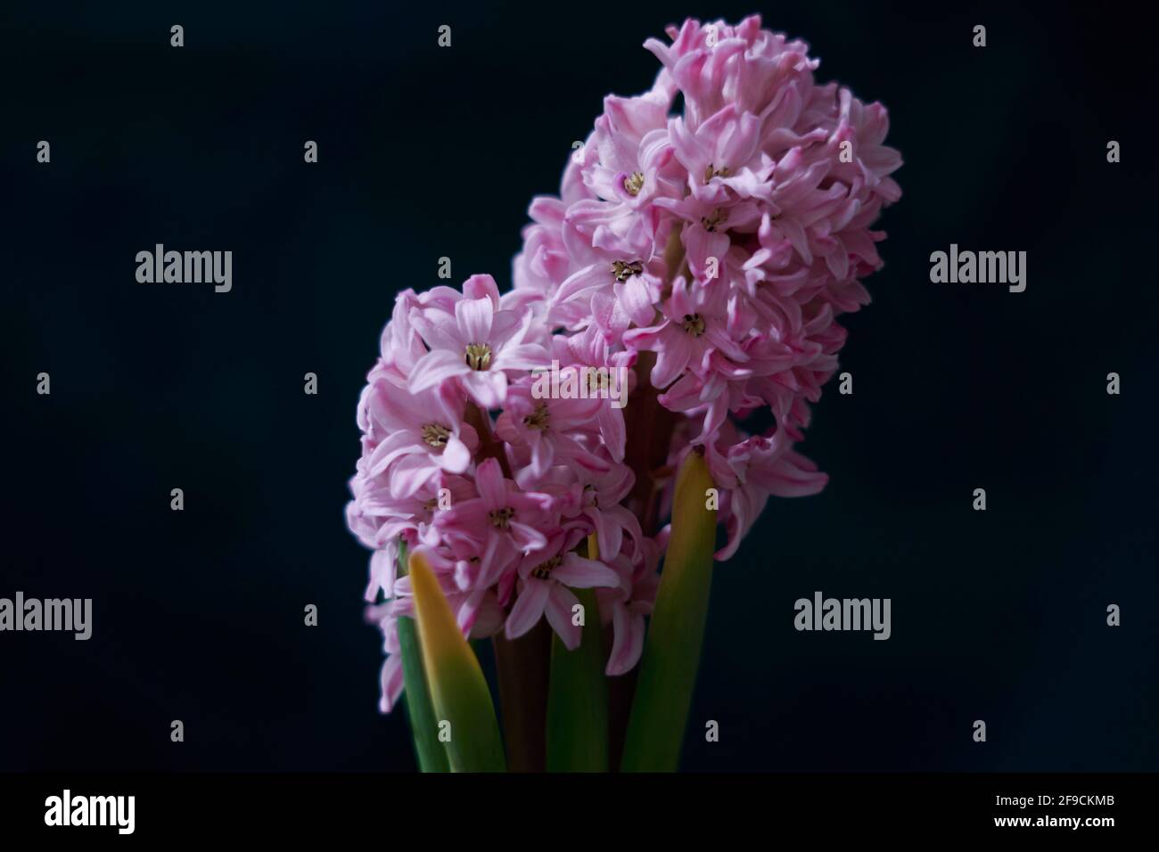 Orchidée avec des feuilles pourpres et des branches vertes sur fond noir Banque D'Images