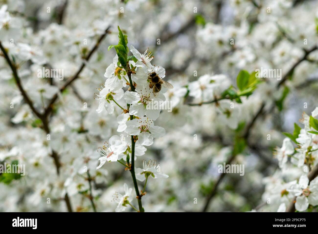 Carniolan miel abeille collecte des goodies Banque D'Images
